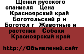 Щенки русского спаниеля › Цена ­ 3 000 - Красноярский край, Боготольский р-н, Боготол г. Животные и растения » Собаки   . Красноярский край